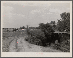 Cornfield being cultivated close to an erosion pit, near Havana, Alabama.