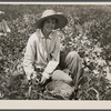 Daughter of Rural Rehabilitation Administration farmer picking butterbeans for her neighbor in field of an occupant of Wolf Creek Farms homestead. Near Cairo, Georgia.