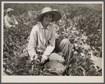 Daughter of Rural Rehabilitation Administration farmer picking butterbeans for her neighbor in field of an occupant of Wolf Creek Farms homestead. Near Cairo, Georgia.
