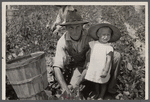 [Picking butterbeans, Wolf Creek Farms homestead. Near Cairo, Georgia?]