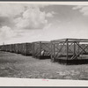 [Outdoor cages. Wildlife conservation project, Florida?]