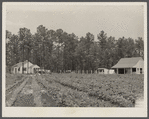 Homesteader hoeing tobacco. Penderlea Homesteads, North Carolina.