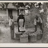Rehabilitation client and wife with one day's tomato pick off coast of Beaufort, South Carolina.