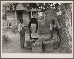 Rehabilitation client and wife with one day's tomato pick off coast of Beaufort, South Carolina.