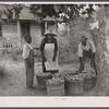 Rehabilitation client and wife with one day's tomato pick off coast of Beaufort, South Carolina.