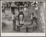 Rehabilitation client and wife with one day's tomato pick off coast of Beaufort, South Carolina.