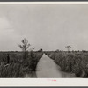 Main flood and drainage ditch of Savannah River migratory waterfowl refuge, biological survey project near Savannah, Georgia. This ditch served when area produced rice until 1895, when rice prices fell and tropical storm damaged field and walls.