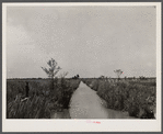 Main flood and drainage ditch of Savannah River migratory waterfowl refuge, biological survey project near Savannah, Georgia. This ditch served when area produced rice until 1895, when rice prices fell and tropical storm damaged field and walls.