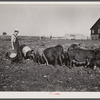 Clarence Thornton with some of his Hampshire shoats, purchased with Farm Security Administration loan. Story County, Iowa.