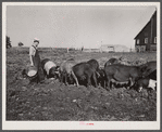 Clarence Thornton with some of his Hampshire shoats, purchased with Farm Security Administration loan. Story County, Iowa.