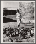Mrs. Thornton feeds the chickens bought with Farm Security Administration loan. Story County, Iowa.