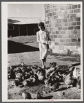 Mrs. Thornton feeds the chickens bought with Farm Security Administration loan. Story County, Iowa.