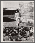 Mrs. Thornton feeds the chickens bought with Farm Security Administration loan. Story County, Iowa.