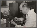 Dr. E.B. Lambert, mushroom specialist, U.S. Department of Agriculture, examines mushrooms grown on artificial compost at Arlington Experimental Farm.