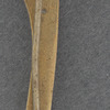 [Lincoln 1860 pin]