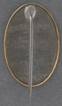 [Breckinridge pin]