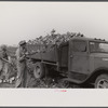 Loading truck with topped sugar beet, Lincoln County, Nebraska.