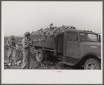 Loading truck with topped sugar beet, Lincoln County, Nebraska.