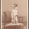 Animals as Actors: Dogs