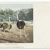 Husband and Wife (or Mr. and Mrs. McKinley), Ostriches