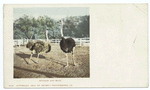 Husband and Wife (or Mr. and Mrs. McKinley), Ostriches