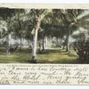 Royal Poinciana and Coconut Grove, Palm Beach, Fla.