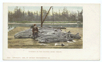 Sturgeon on the Colmbia River, Oregon.