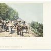 Burro Pack Train on Mountain Road, Burro.