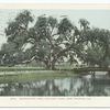 Washington Oak, Audubon Park, New Orleans, La.