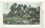 Washington Oak, Audubon Park, New Orleans, La.