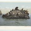 Seal Rocks, Santa Catalina, Calif.