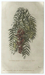 Pepper Tree Blossoms and Berries, Redlands, Calif.