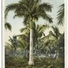 Royal Palms, Cocoanut Grove, Miami, Fla.