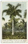 Royal Palms, Cocoanut Grove, Miami, Fla.