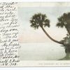 Palmettoes, Ormond, Fla.
