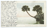 Palmettoes, Ormond, Fla.