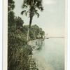 Along Indian River, Rockledge, Fla.