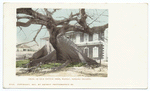 Ceiba or Silk Cotton Tree, Nassau, B. I.