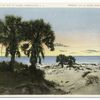 Palmettoes on Isle of Palms, Charleston S. C.
