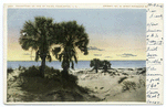 Palmettoes on Isle of Palms, Charleston S. C.