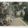 Magnolia on Ashley, Slope Walk, Charleston S. C.