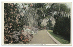 Magnolia on Ashley, Slope Walk, Charleston S. C.