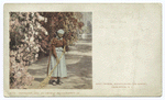 Aunt Phoebe, Charleston S. C.