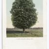 A New England Maple Tree, New England