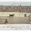 Entrance of the Bull, Mexican Bull Fight.