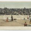 Inciting the Bull to Charge, Mexican Bull Fight.