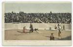 Inciting the Bull to Charge, Mexican Bull Fight.