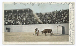 The Thrust by the Matador, Mexican Bull Fight.