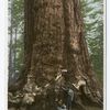 Grizzley Giant, Big Trees, Mariposa, Calif.