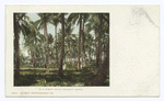 In a Puerto Rican Coconut Grove, Puerto Rico